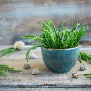 Salicornia: El Espárrago del Mar y su Papel Estelar en una Dieta Saludable
